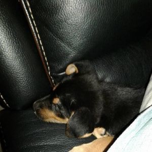 Meet your Posher, Jackson